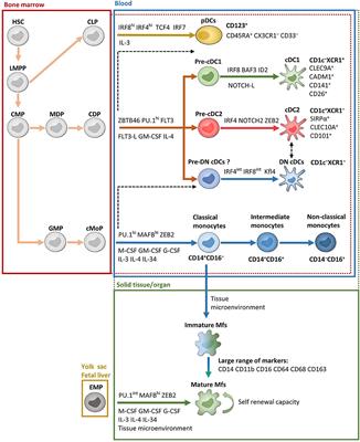 Human Intestinal Mononuclear Phagocytes in Health and Inflammatory Bowel Disease